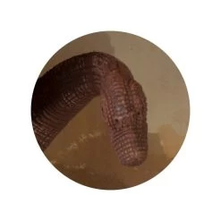 Dinowelt Spielfigur - Brachiosaurus -Zapf Creation Store 4016096242237 dinosaurier b 24223 b 24220 01